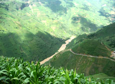 Đào nhân - Vị thuốc quý từ thiên nhiên