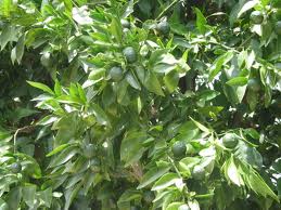 Các bài thuốc từ cây quýt gai