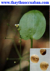 Bài thuốc chữa chứng dương khí hư