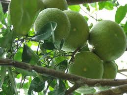 Các bài thuốc từ bưởi