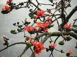 Các bài thuốc từ cây gạo