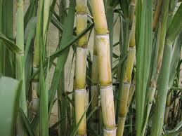 Một số bài thuốc từ cây mía