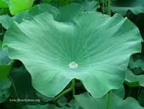 Các bài thuốc với cây sen