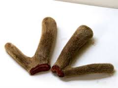 Một số bài thuốc từ nhung hươu nai