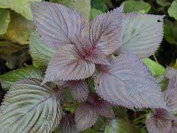 Lá tía tô làm thuốc