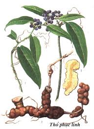 Điều trị thoái hóa khớp gối bằng Đông y