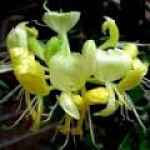 Thảo dược chữa chứng mày đay (mề đay)