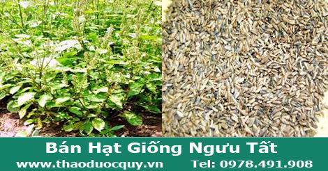 hạt giống c&acirc;y ngưu tất