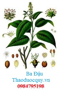 Ba Đậu