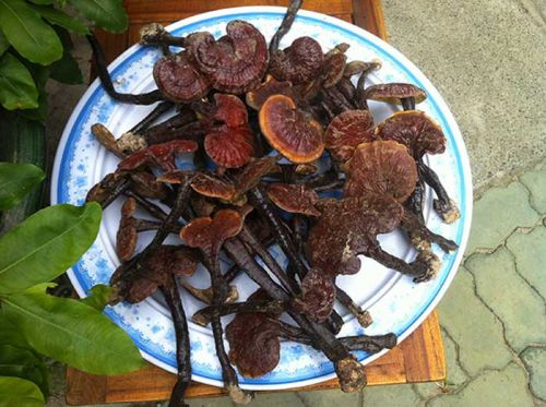 Nấm lim xanh điều trị ung thư gan