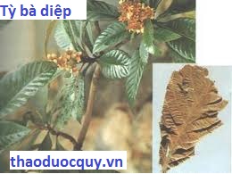 Tỳ bà diệp