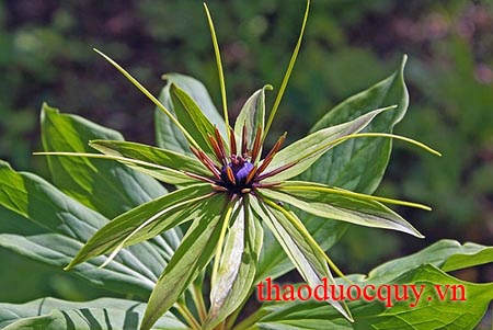Tào Hưu