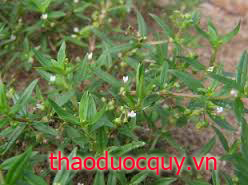 Cóc Mẳn