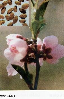 Đào Nhân