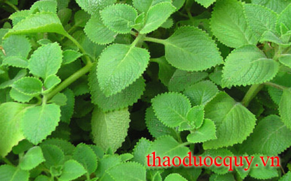Tần dày lá