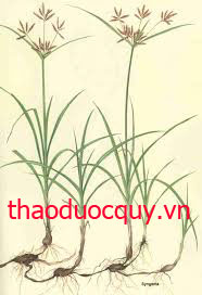 Hương Phụ