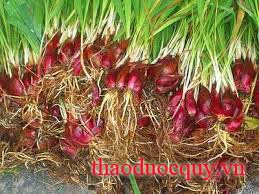 Tỏi Đỏ