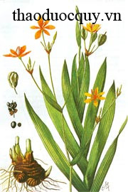Biển Trúc