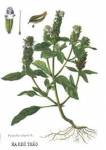 Món ăn tốt cho người bị bướu cổ (Basedow)