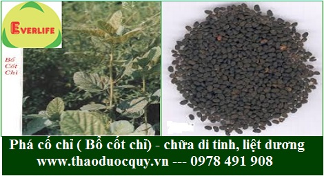 Phá cố chỉ