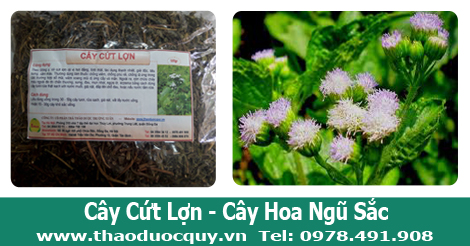 Cây cứt lợn trị viêm xoang hiệu quả