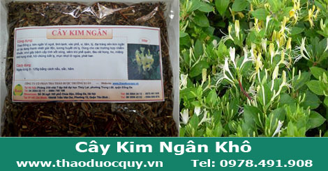 c&acirc;y-kim-ng&acirc;n-kh&ocirc;