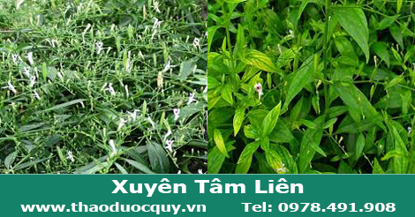c&acirc;y thuốc xuy&ecirc;n t&acirc;m li&ecirc;n