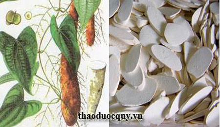 củ ho&agrave;i sơn