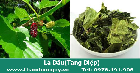 L&aacute; d&acirc;u kh&ocirc;