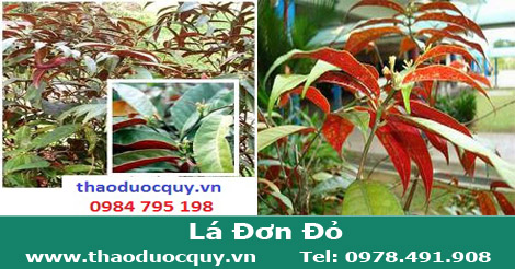 L&aacute; đơn đỏ