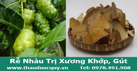 Rễ nh&agrave;u trị đau nhức xương khớp, trị g&uacute;t hiệu quả