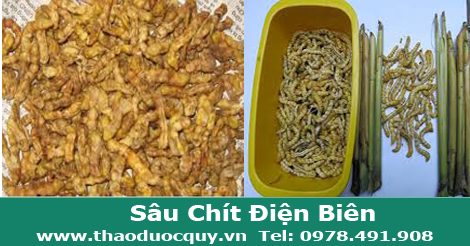 S&acirc;u ch&iacute;t kh&ocirc;